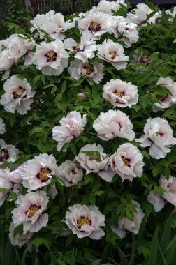 Çalının üzerindeki beyaz şakayık çiçekleri (Peeonia suffruticosa)