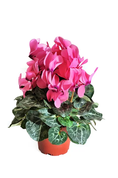 Pink cyclamen in pot on white background — Stock Photo, Image