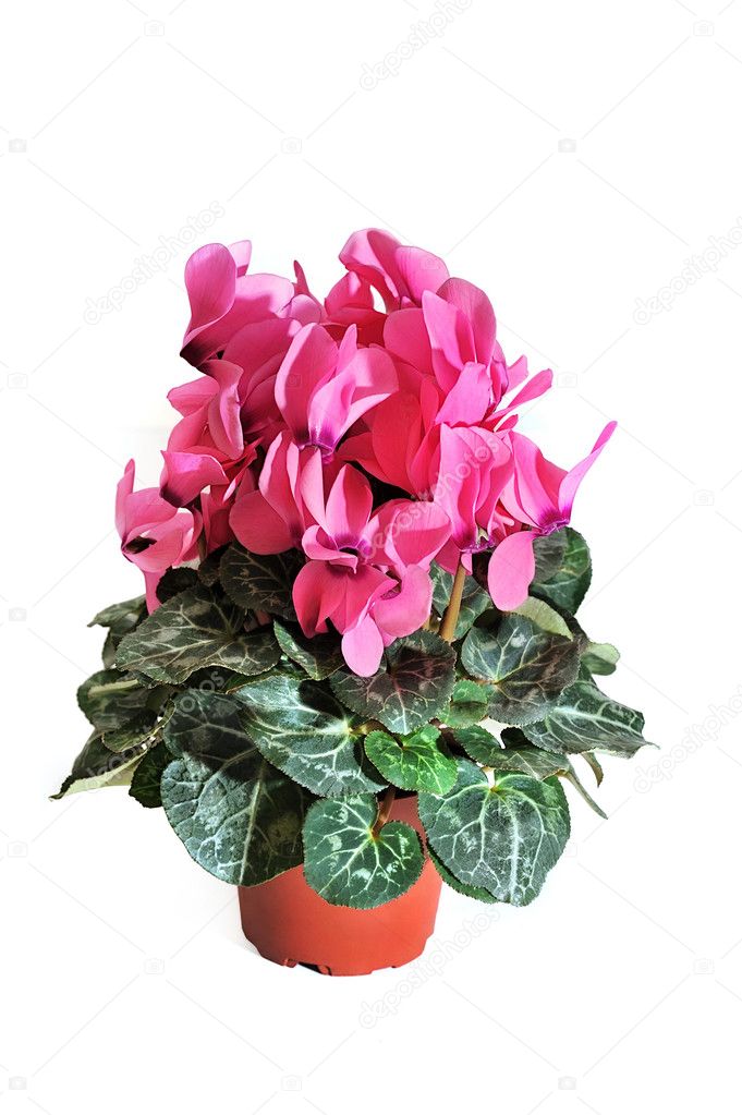 Pink cyclamen in pot on white background