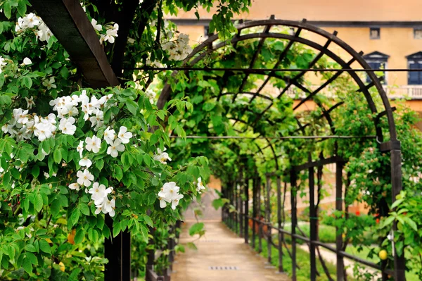 Arco da giardino con fiori bianchi — Foto Stock