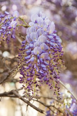 Bereketli mor salkımgiller, yakın plan, sıcak arkaplan