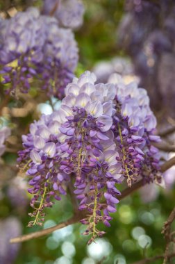 Leylak salkımının gür kabarcıkları zarif bir şekilde aşağı düşer ve bahçede bir bahar masalının atmosferini yaratır..