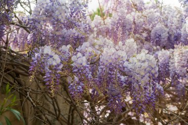 İlkbaharda açan mor salkımlar, sıcak bokeh estetiği.