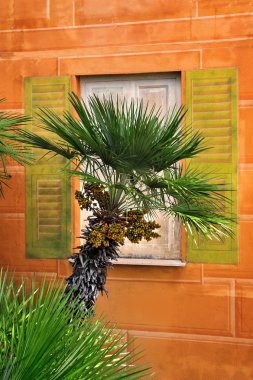 Resmin üzerine wal çerçevede palmiye