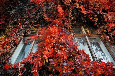 İki eski pencerede büyümüş yabani üzüm
