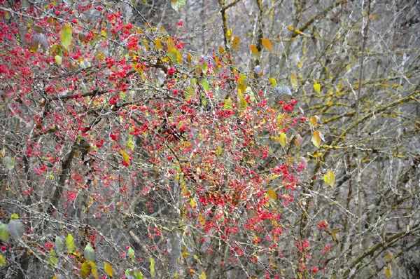 Fondo de naturaleza otoñal —  Fotos de Stock