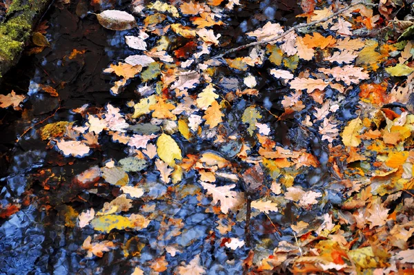 A lehullott levelek, a víz őszi háttér — Stock Fotó