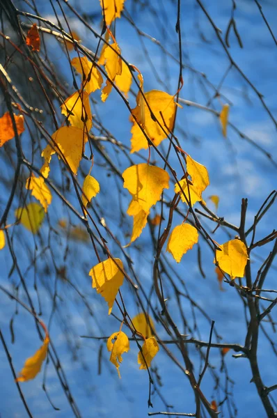 Gemüse Herbst Hintergrund Illustration — Stockfoto