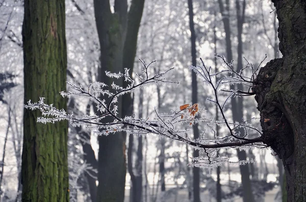 Zima na tle pożółkłych liści gałązek mróz — Zdjęcie stockowe
