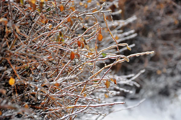 Zima na tle gałązki z liśćmi, mrożona — Zdjęcie stockowe