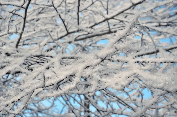Winter branch with frost background — Stock Photo, Image