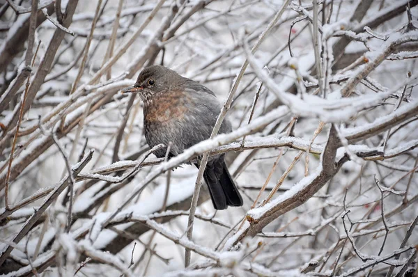 Fieldfare en rama nevada — Foto de Stock