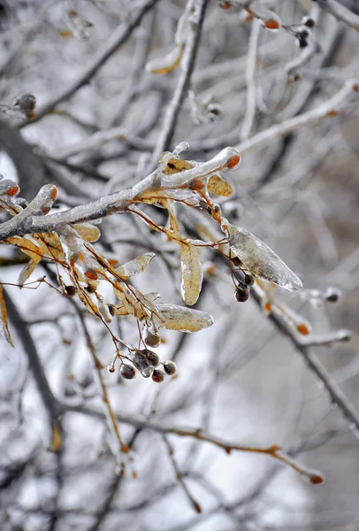 Iced linden tree branch with leaves — Stock Photo, Image