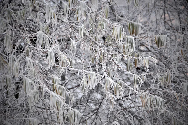 Tree branch with leaves in frost — Stock Photo, Image