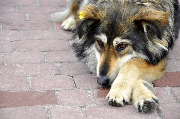 Obdachloser trauert um Hund auf Fahrbahn — Stockfoto