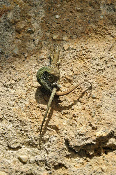 背景墙上的两只蜥蜴 — 图库照片
