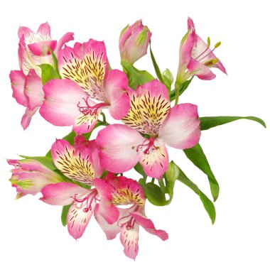 Alstroemeria çiçek yollar ile beyaz arka plan üzerinde izole