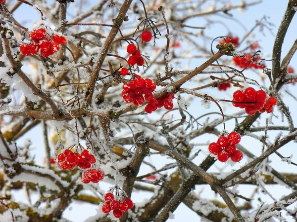 Viburnum clusters on branches in winter — Stock Photo, Image