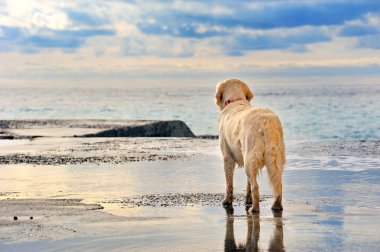 Deniz kıyısında bekleyen beyaz golden retriever sahibi
