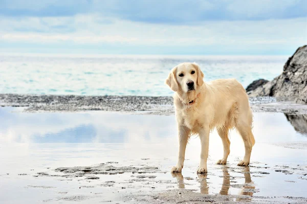 Weißer Hund im Geschäft — Stockfoto