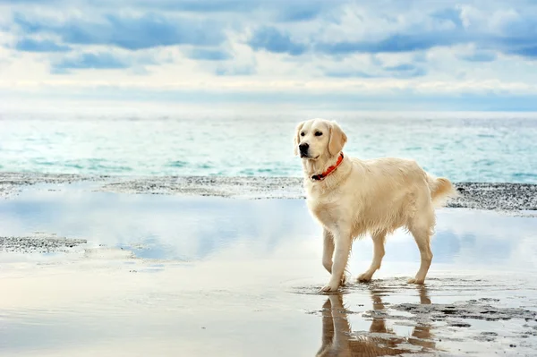 Jeune blanc doré retriever debout sur le front de mer — Photo