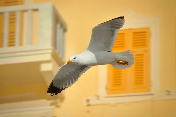 Seagull tijdens de vlucht tegen een achtergrond van de Italiaanse stad — Stockfoto