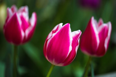 Bahar renkleri güzel Lale.