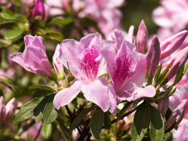 Güzel bir açelya çiçeği.
