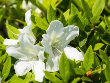 Güzel bir açelya çiçeği.