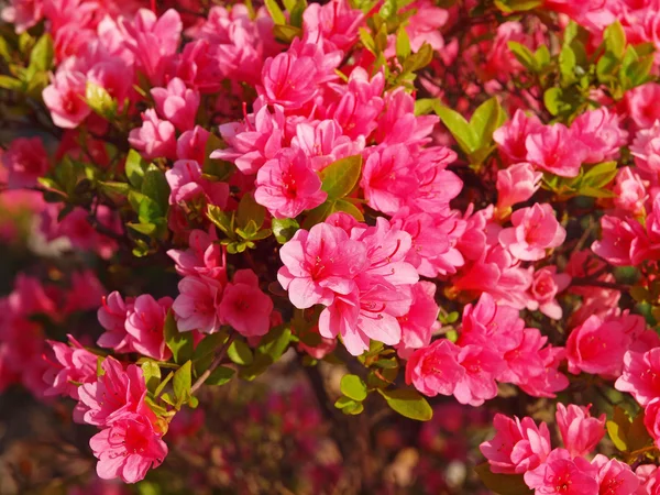 Egy gyönyörű azalea virág. — Stock Fotó
