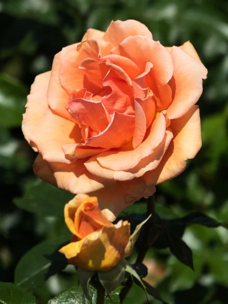 Pomarańczowy róża — Zdjęcie stockowe