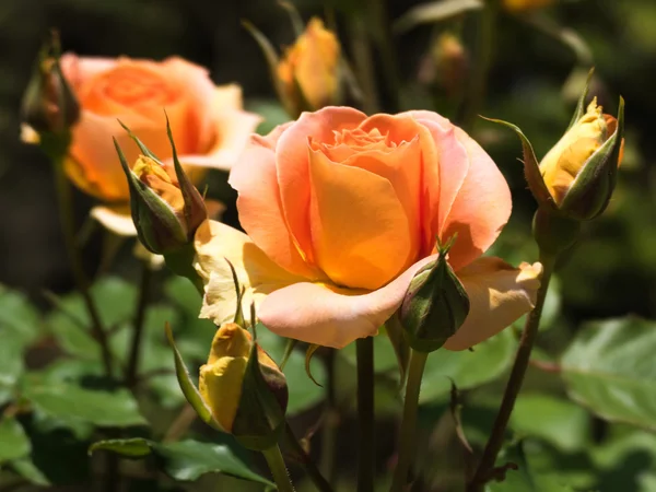 Orange Rose Stockbild