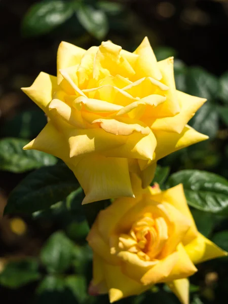 Yellow rose — Stock Photo, Image