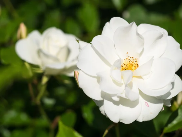 Weiße Rose Stockbild