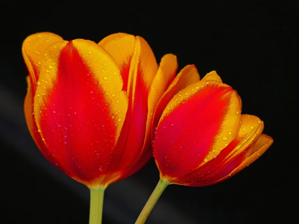 Tulip — Stock Photo, Image