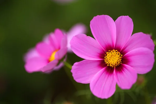 Cosmos — Stock Photo, Image