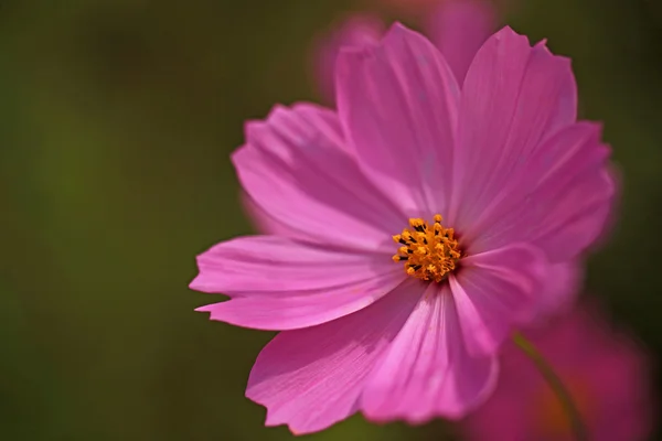 Cosmos — Photo