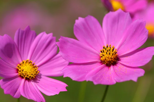 Cosmos — Stock Photo, Image