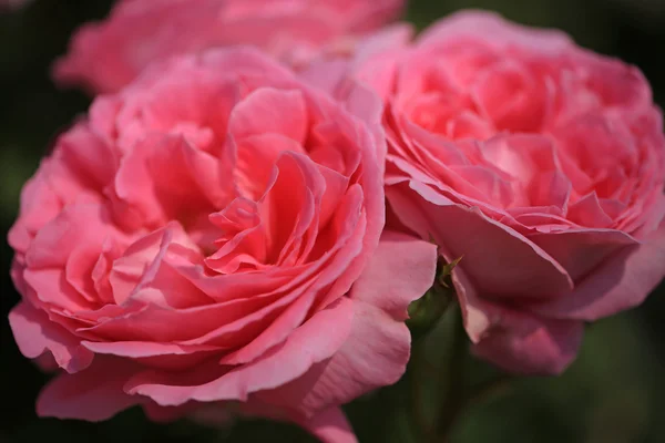 Egy gyönyörű Rózsa virág — Stock Fotó