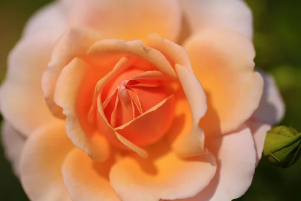 Flower of a beautiful rose — Stock Photo, Image