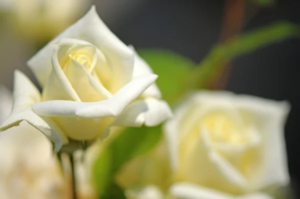 Flor de una hermosa rosa — Foto de Stock