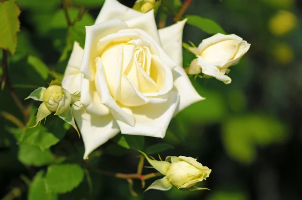 Flor de uma bela rosa — Fotografia de Stock