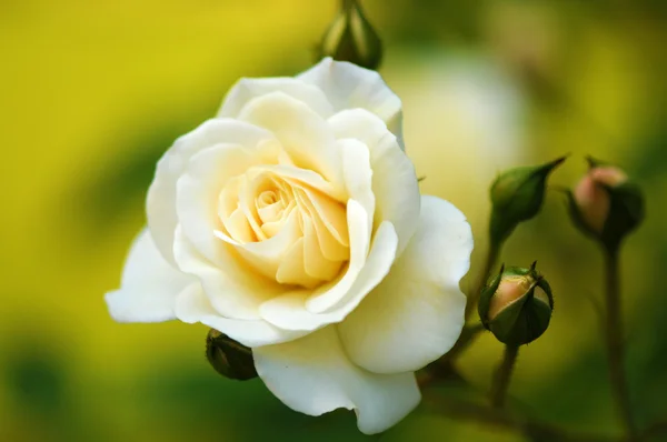 Flor de uma bela rosa — Fotografia de Stock