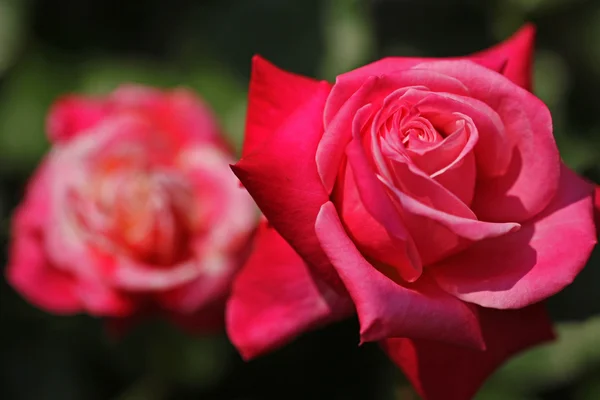 ดอกกุหลาบที่สวยงาม — ภาพถ่ายสต็อก