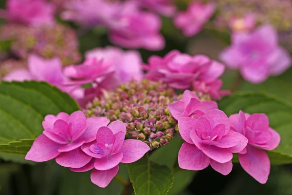 Vackra hortensia — Stockfoto