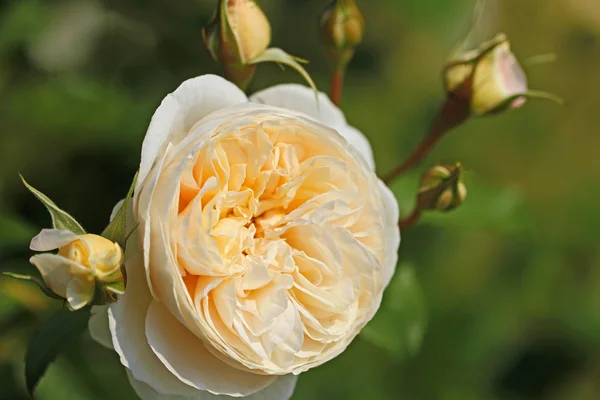 Blume einer schönen Rose lizenzfreie Stockbilder