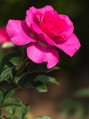 Güzel bir gül çiçek