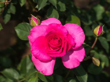 Güzel bir gül çiçek