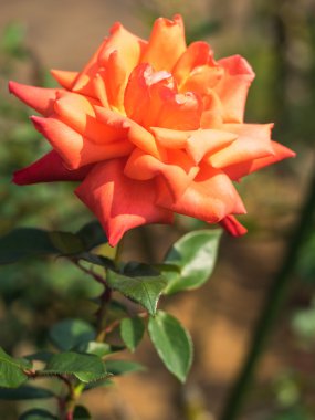 Güzel bir gül çiçek