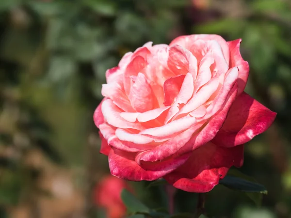 Λουλούδι ένα όμορφο τριαντάφυλλο — Φωτογραφία Αρχείου